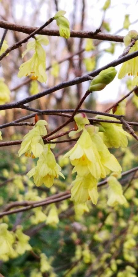 Corylopsis pauciflora flower