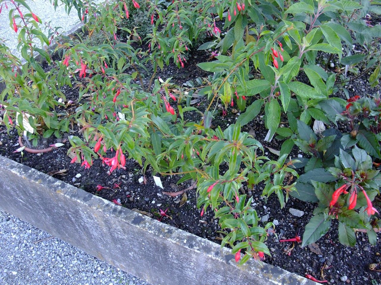 Fuchsia alpestris habit