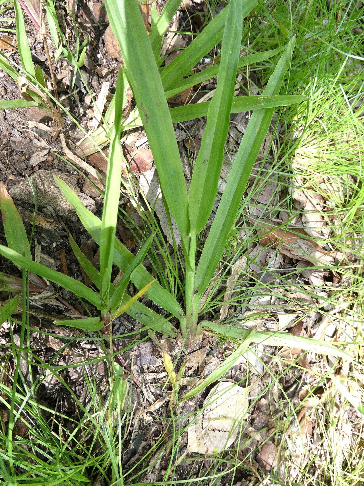 Setaria flavida leaf