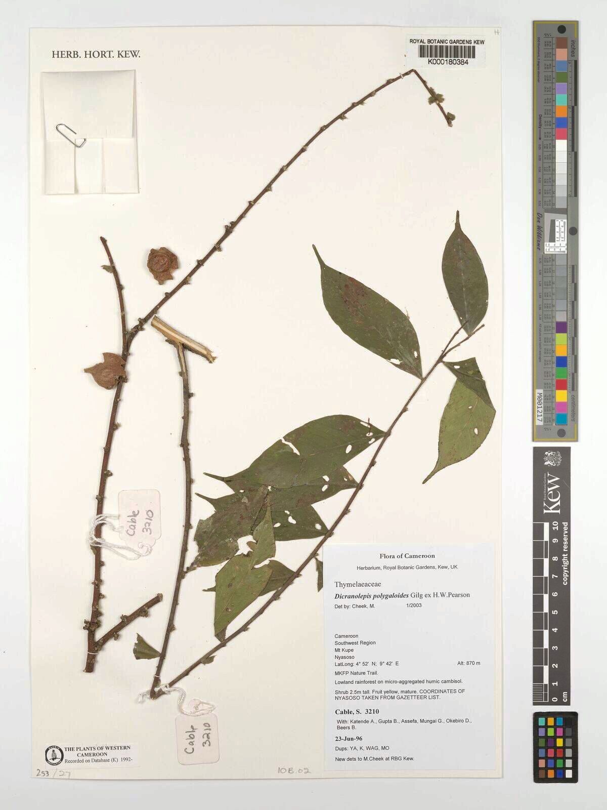 Dicranolepis polygaloides — houseplant care guide