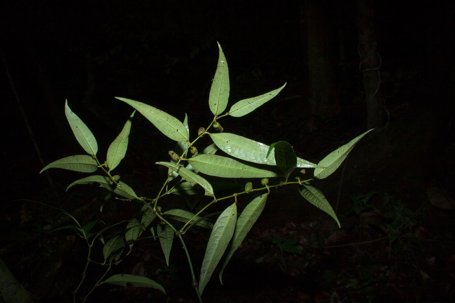 Piper eucalyptifolium other