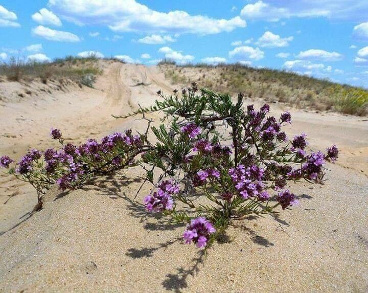 Thymus algeriensis flower