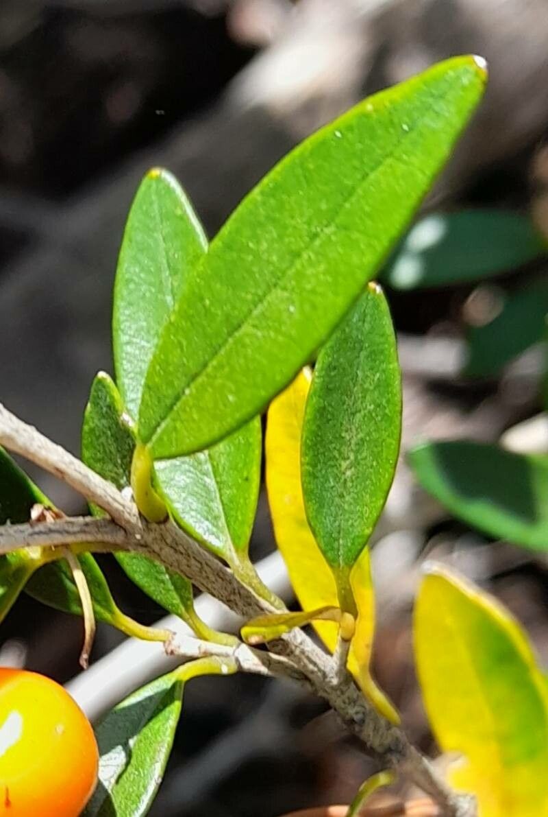 Myrceugenia chrysocarpa leaf