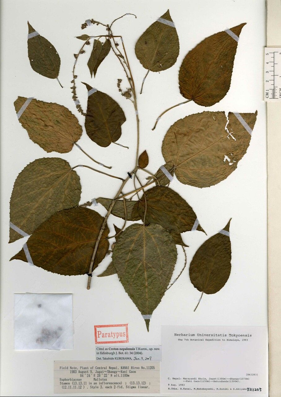 Croton nepalensis other