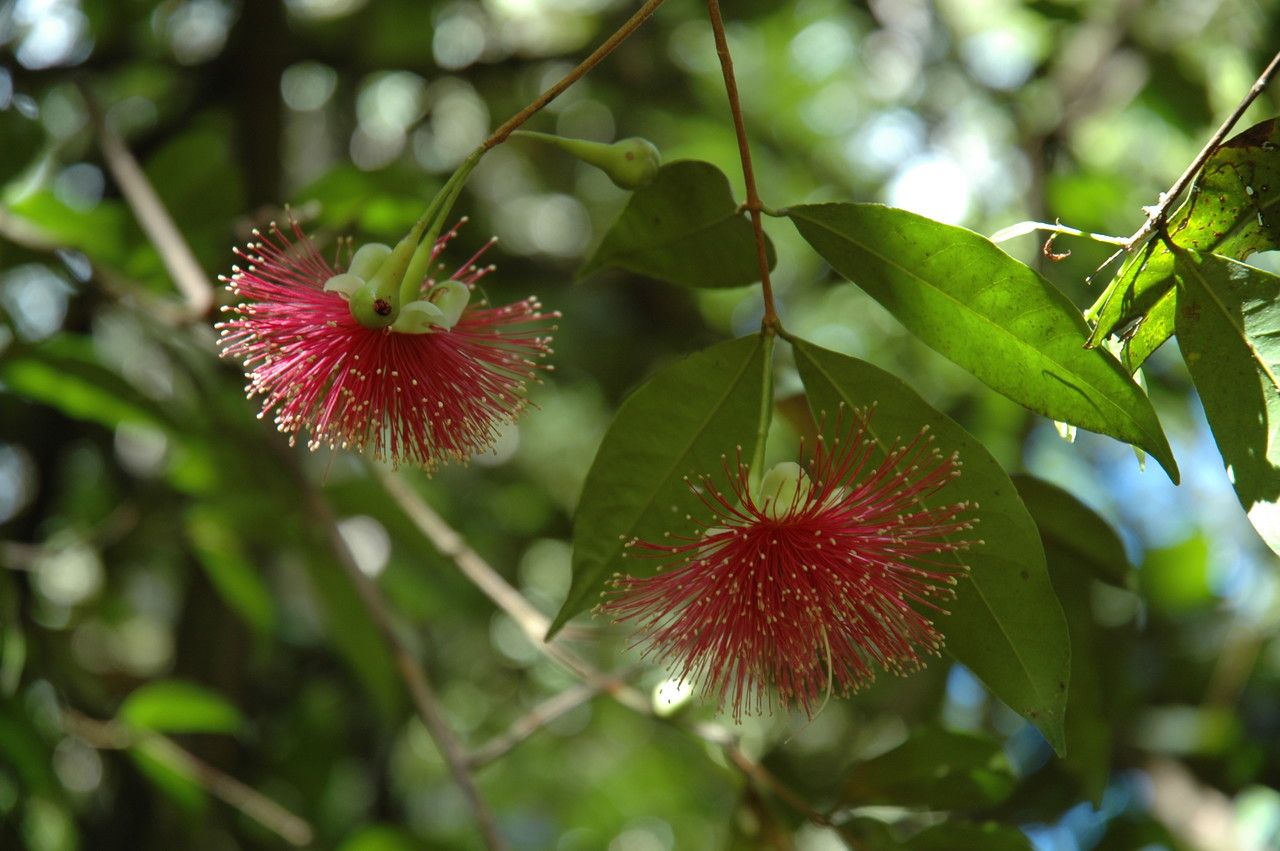 Syzygium laetum — houseplant care guide