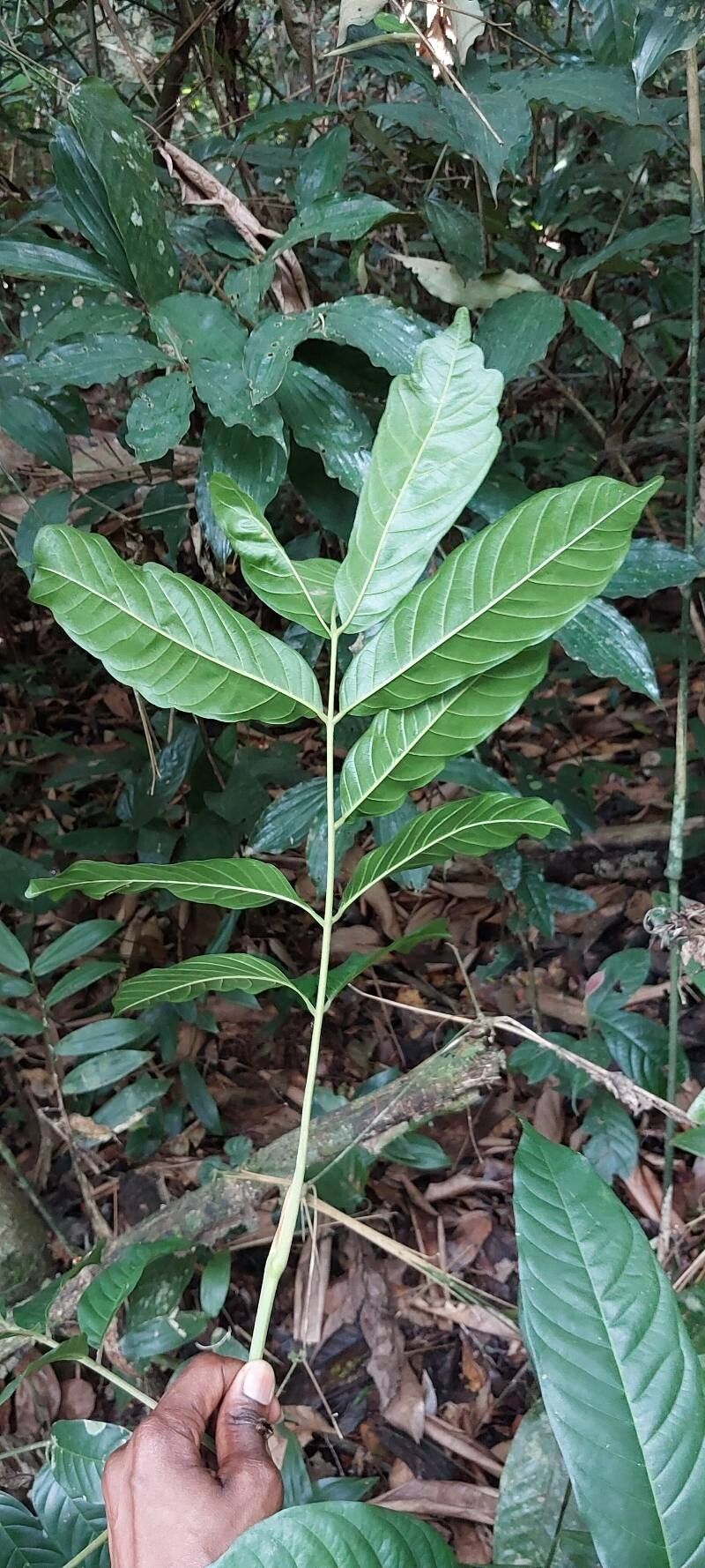 Leplaea cedrata leaf
