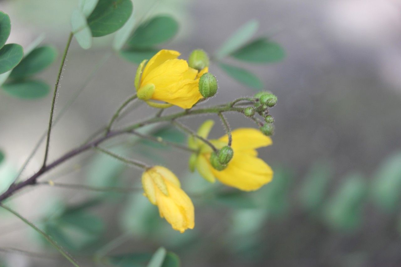 Wedelia fruticosa flower