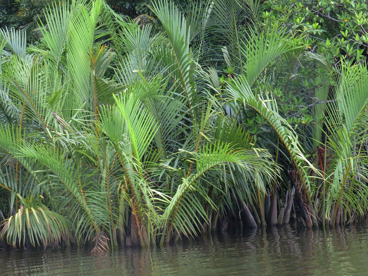 Nypa fruticans — houseplant care guide