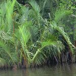 Nypa fruticans