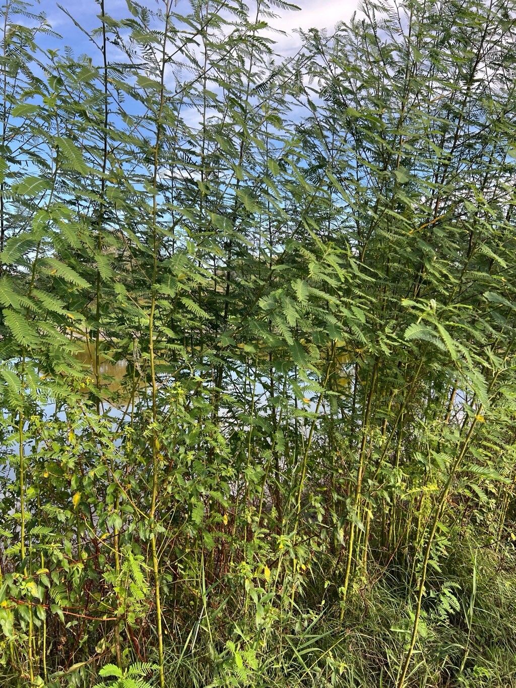 Sesbania sericea habit