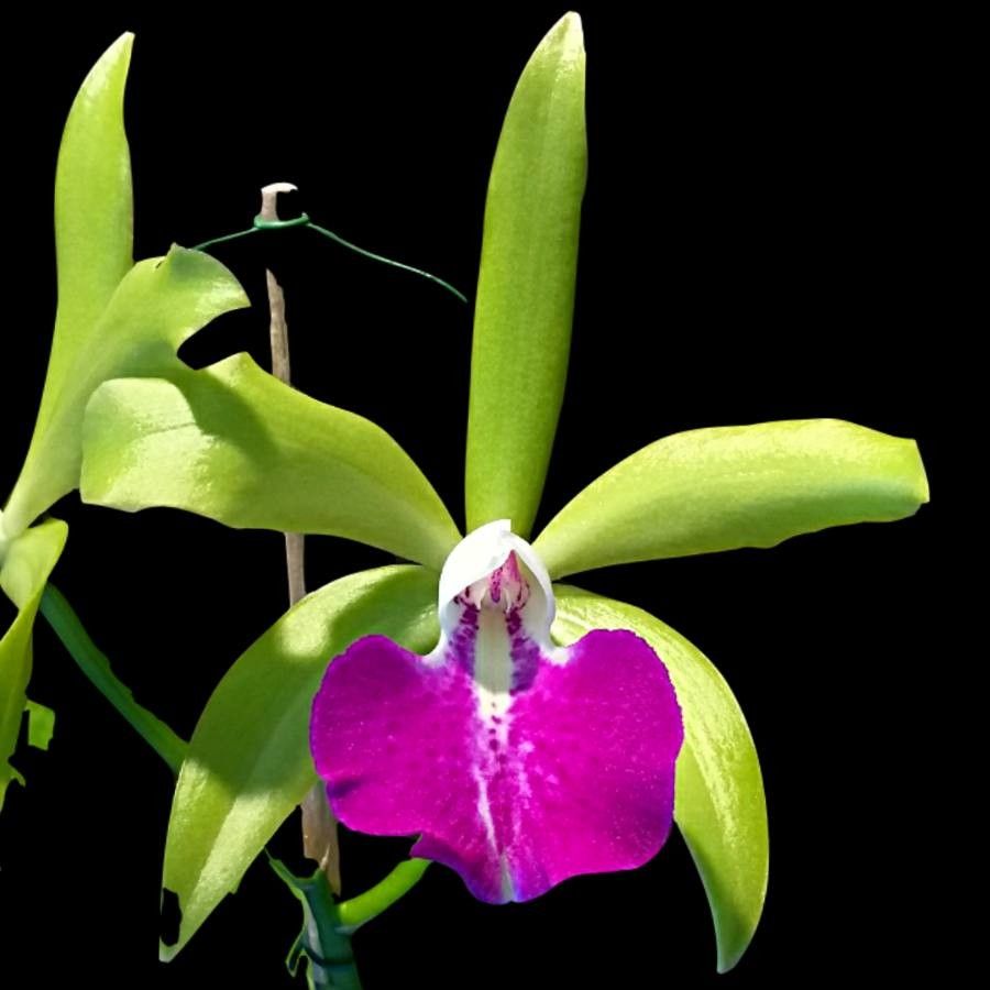 Cattleya bicolor flower