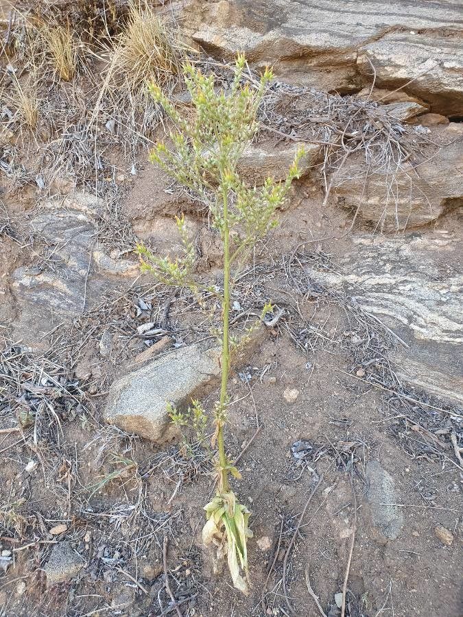 Kalanchoe lanceolata habit