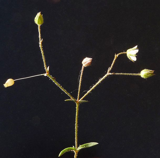 Arenaria modesta other