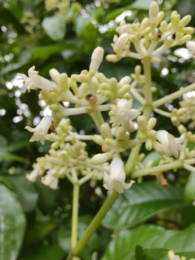Psychotria luxurians flower