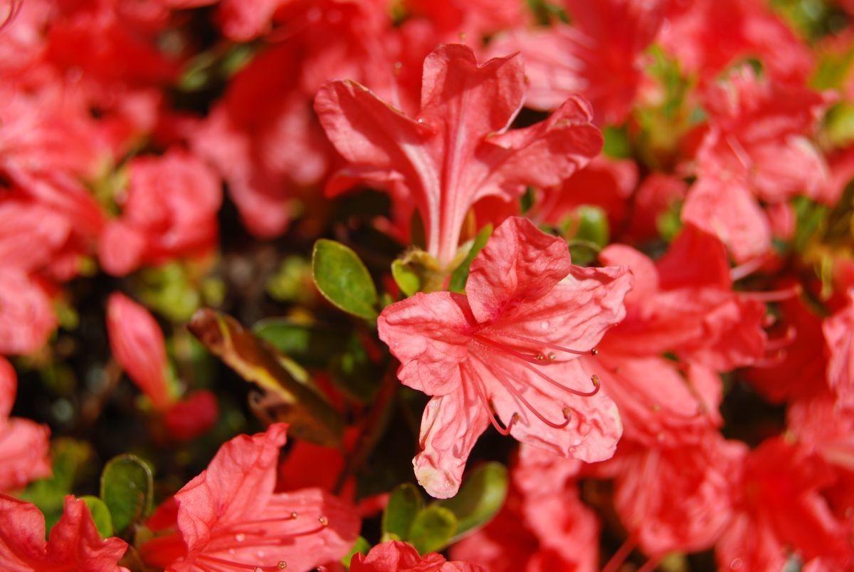 Rhododendron eriocarpum — houseplant care guide