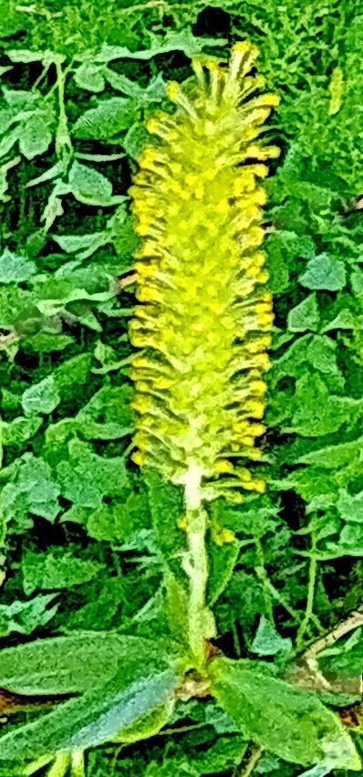 Salix silesiaca flower