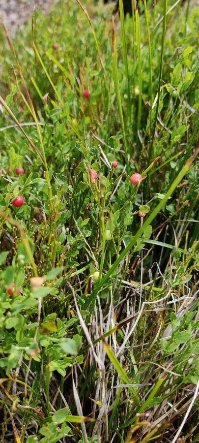 Vaccinium scoparium flower