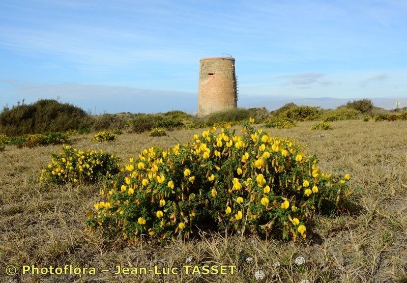 Ononis talaverae habit