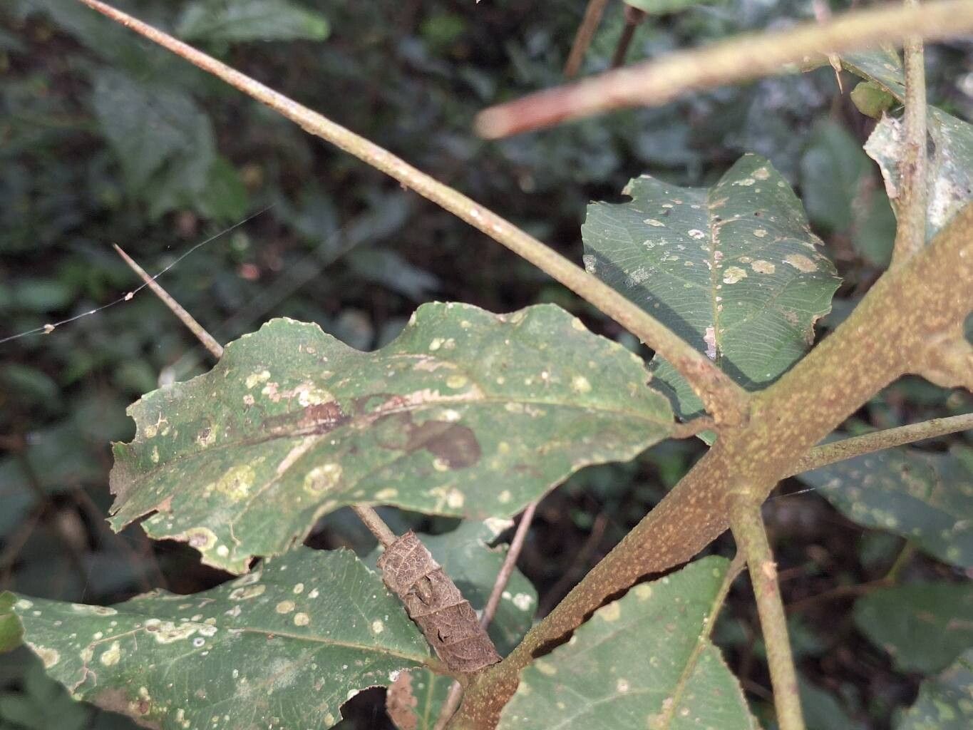 Scolopia rhamniphylla bark