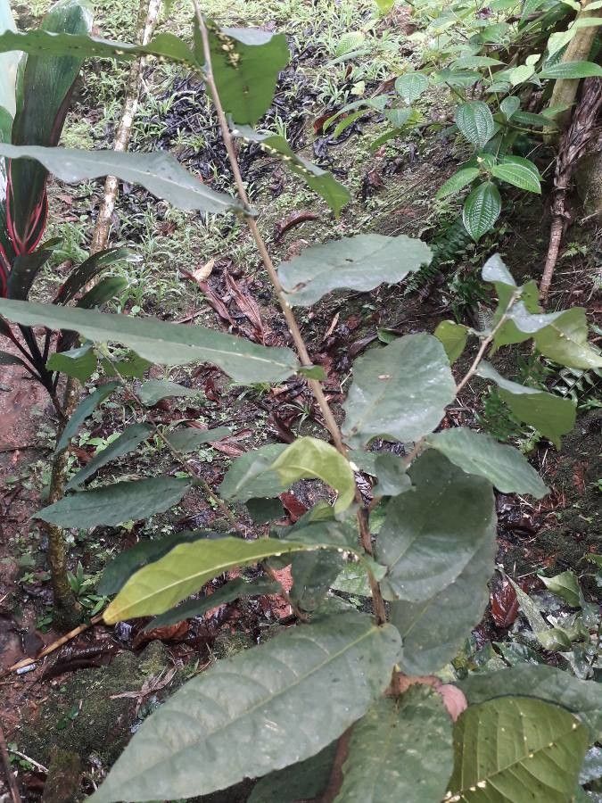 Ficus barclayana — houseplant care guide