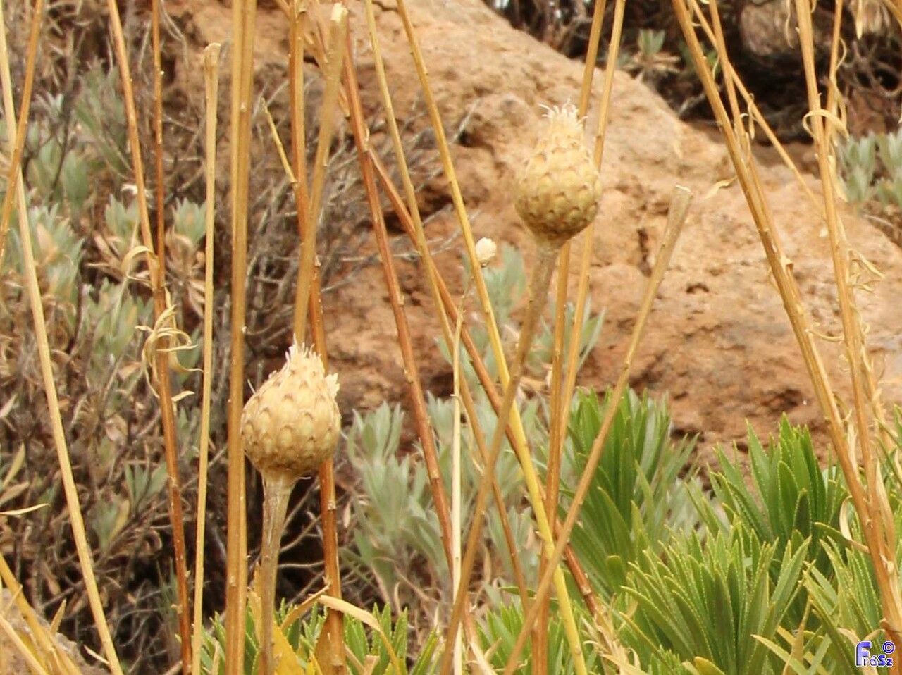 Cheirolophus teydis fruit