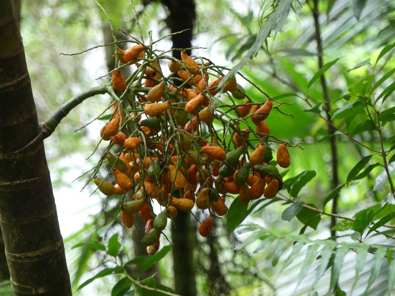 Hyophorbe indica fruit
