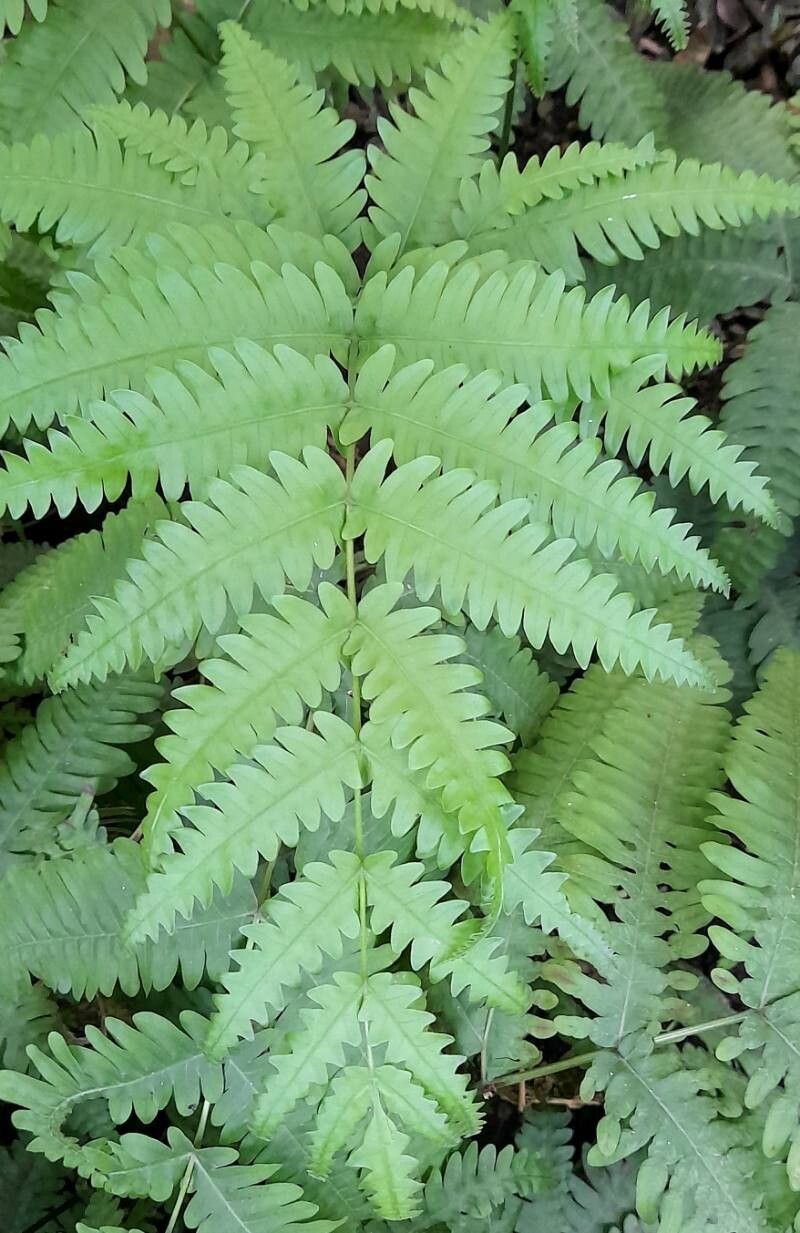 Pteris biaurita
