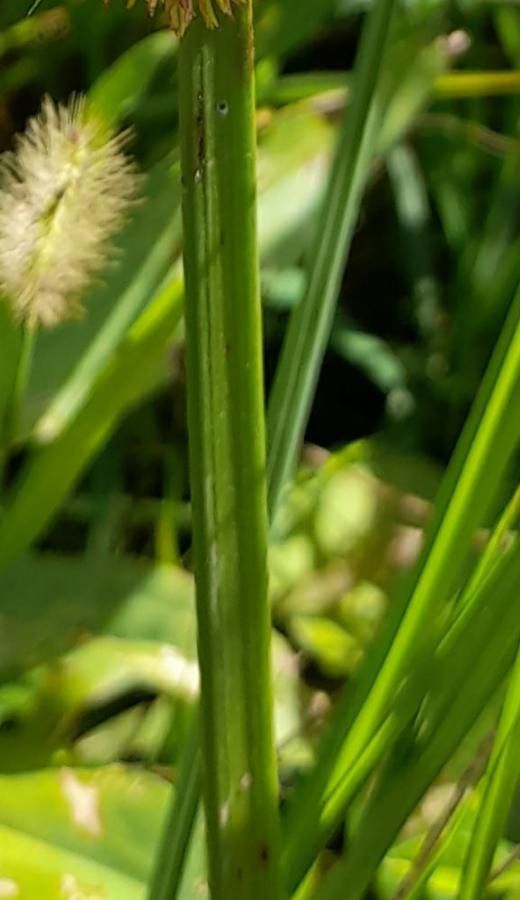 Cyperus odoratus bark