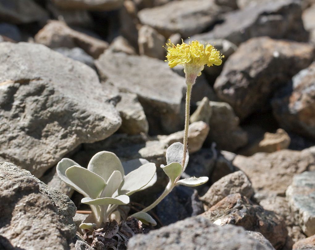 Eriogonum alpinum habit