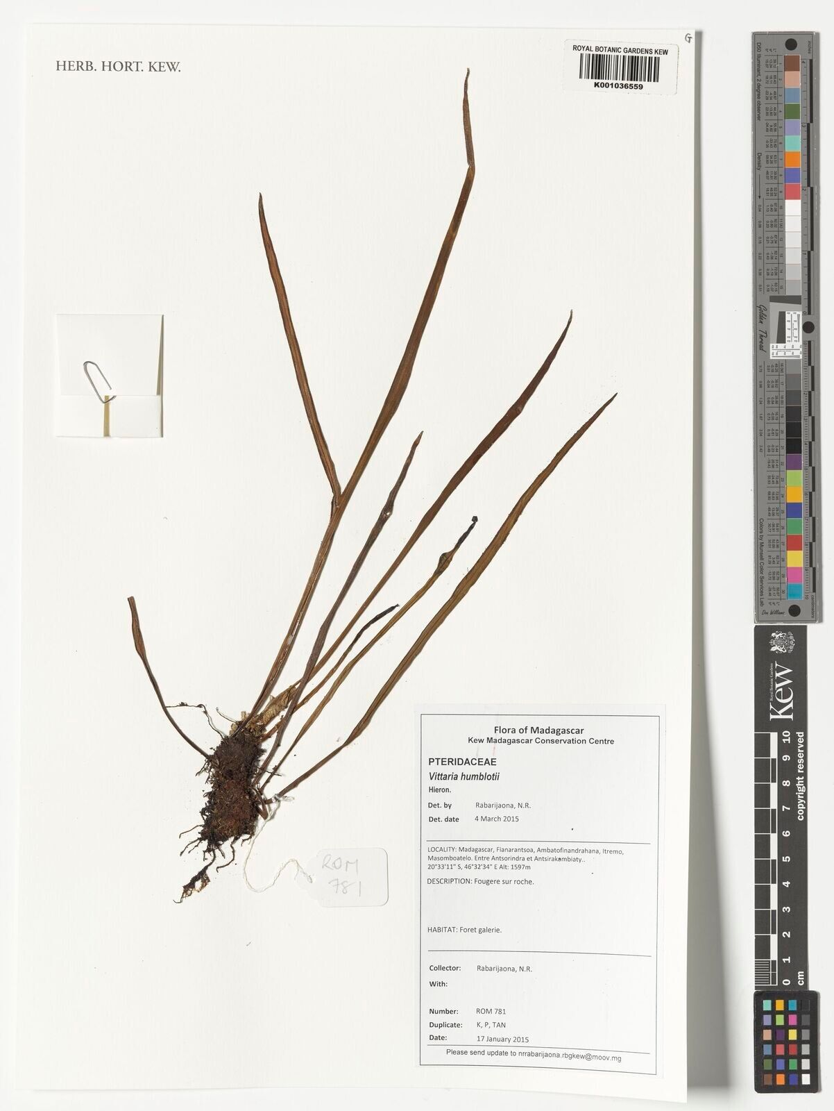 Haplopteris humblotii — houseplant care guide