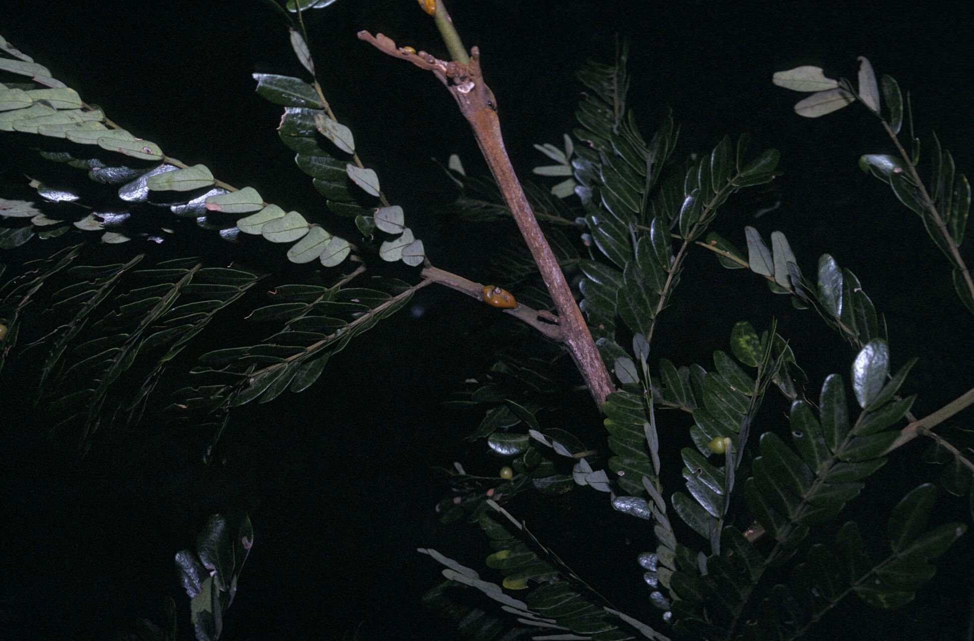 Jupunba curvicarpa fruit