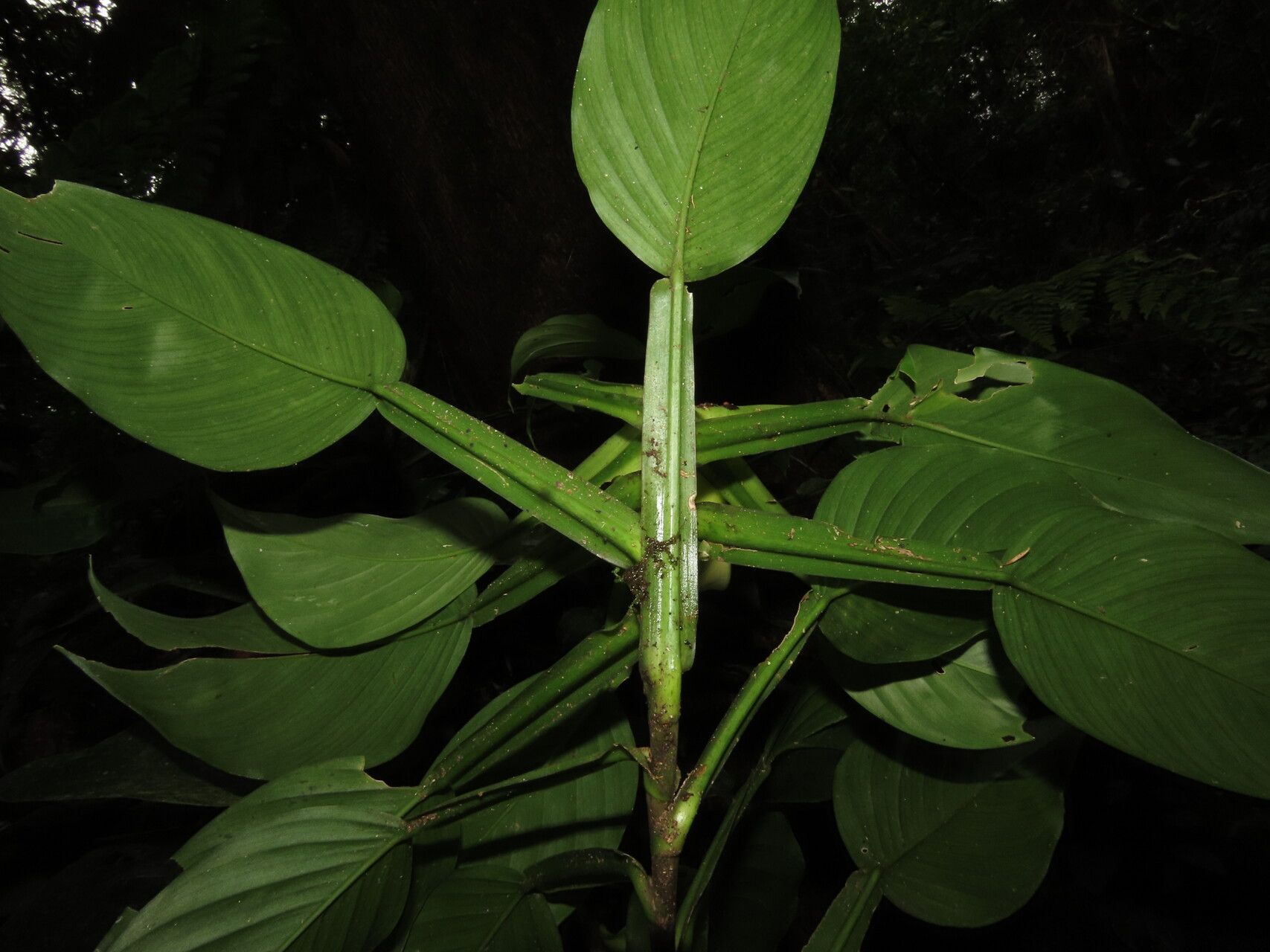 Philodendron aurantiifolium — search result for 'Philodendron'
