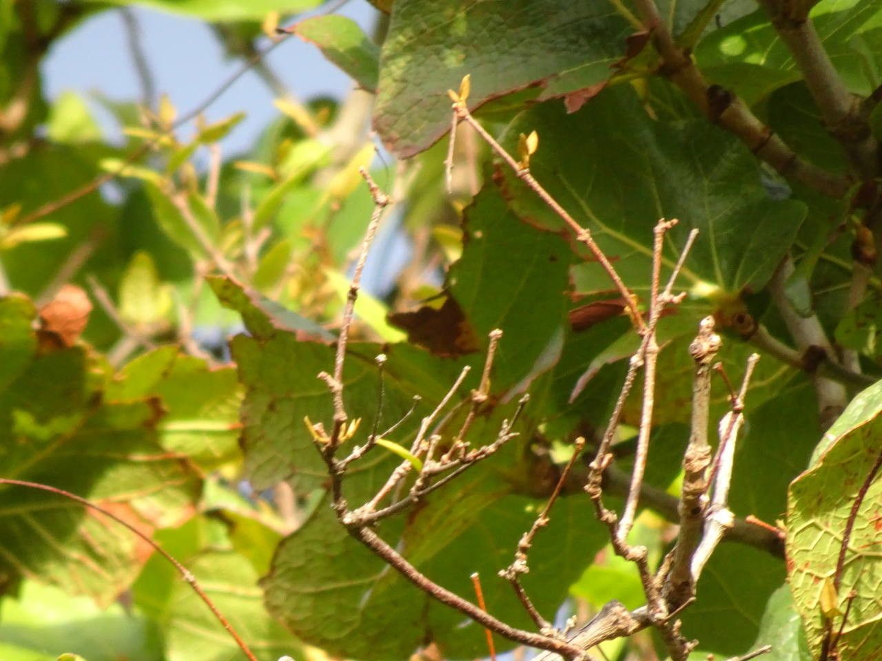 Coccoloba pubescens fruit