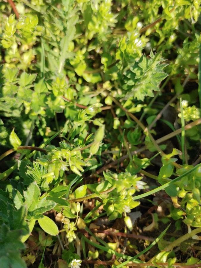 Stellaria pallida flower