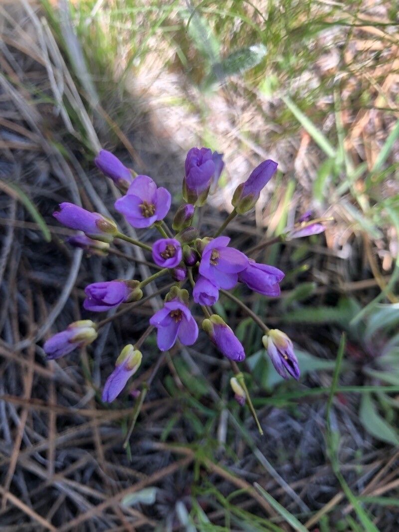 Phoenicaulis cheiranthoides — houseplant care guide