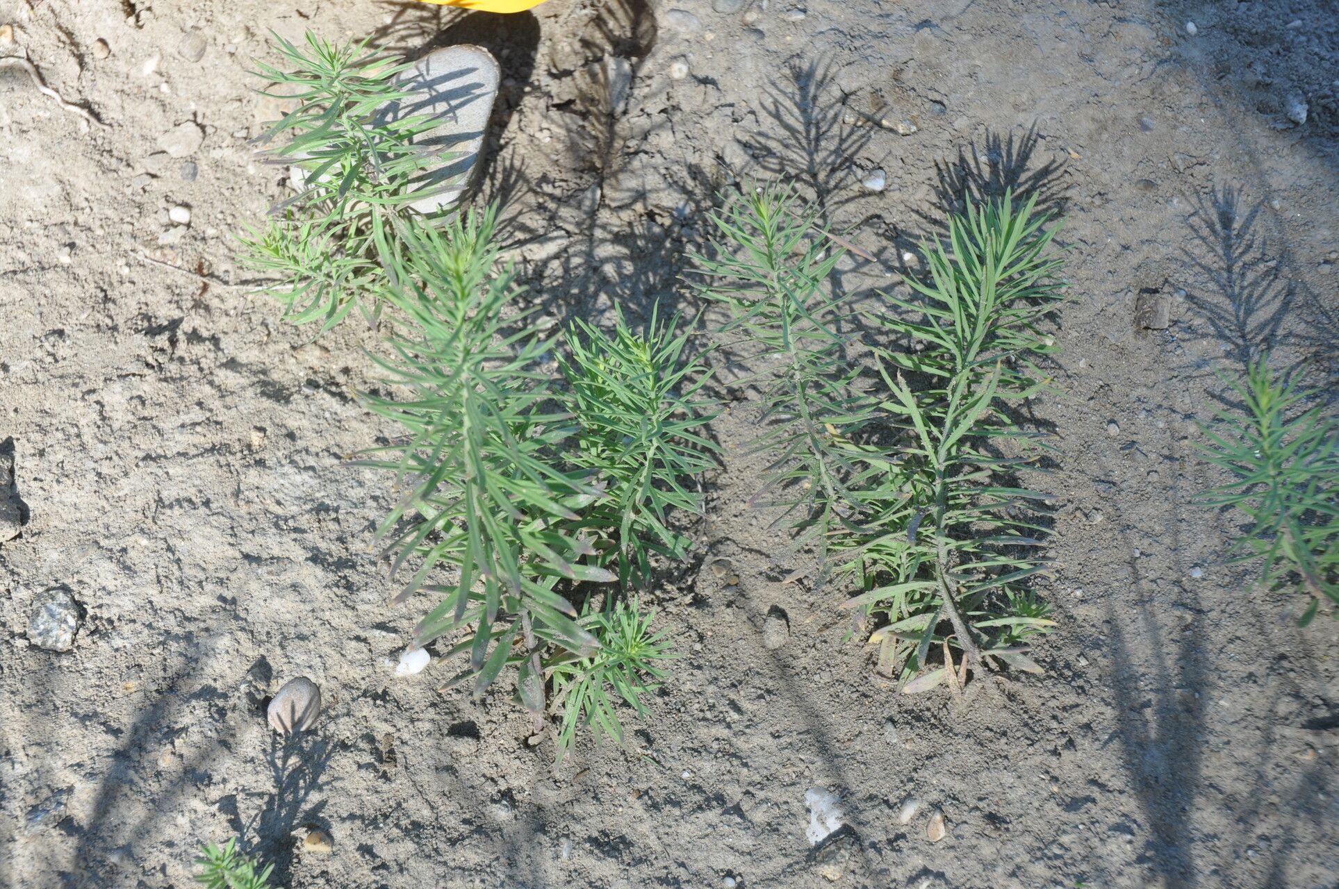 Asclepias linaria — search result for 'Linaria'