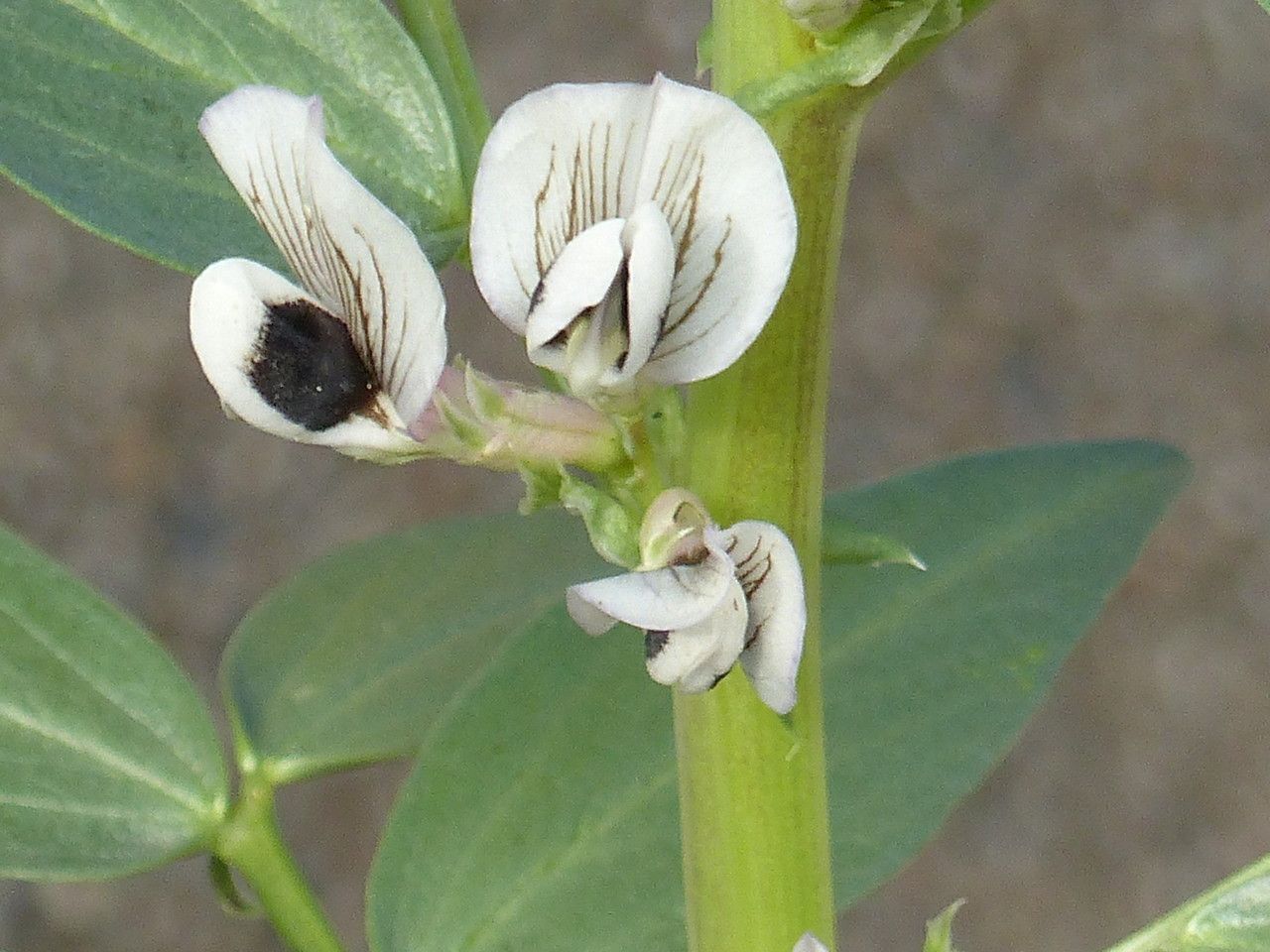 Vicia faba flower