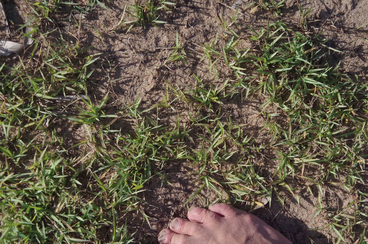Digitaria didactyla habit