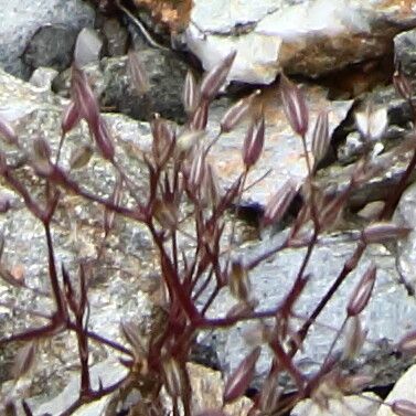 Bufonia tenuifolia — related species from the same genus