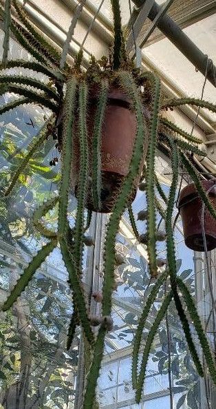 Pfeiffera ianthothele habit