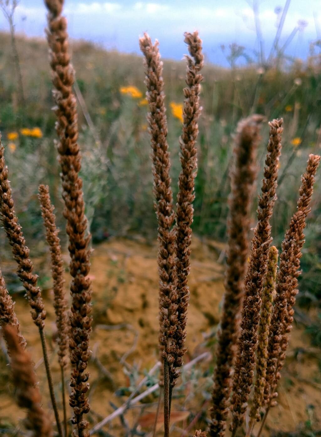 Plantago subnuda flower