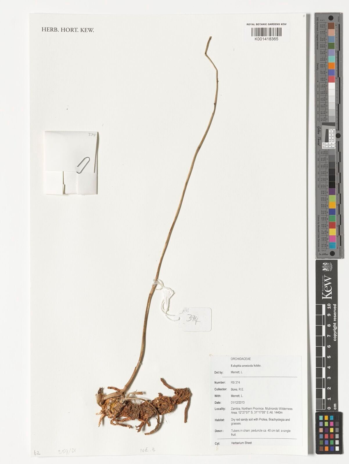 Eulophia arenicola — houseplant care guide