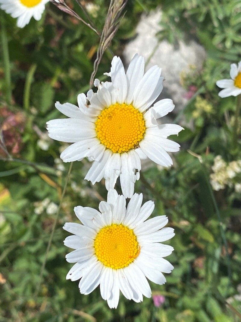 Leucanthemum atratum flower