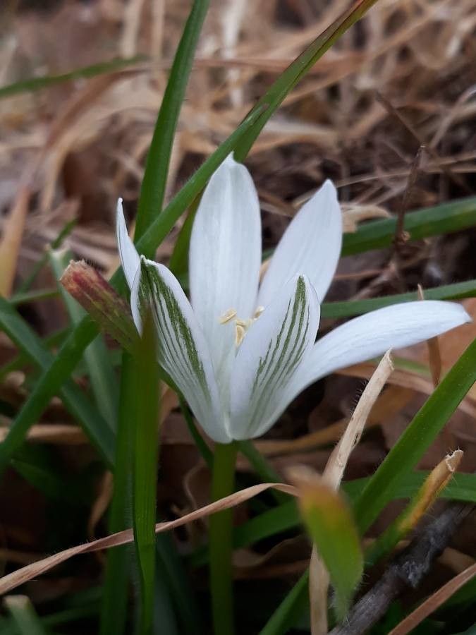 Ornithogalum orthophyllum flower