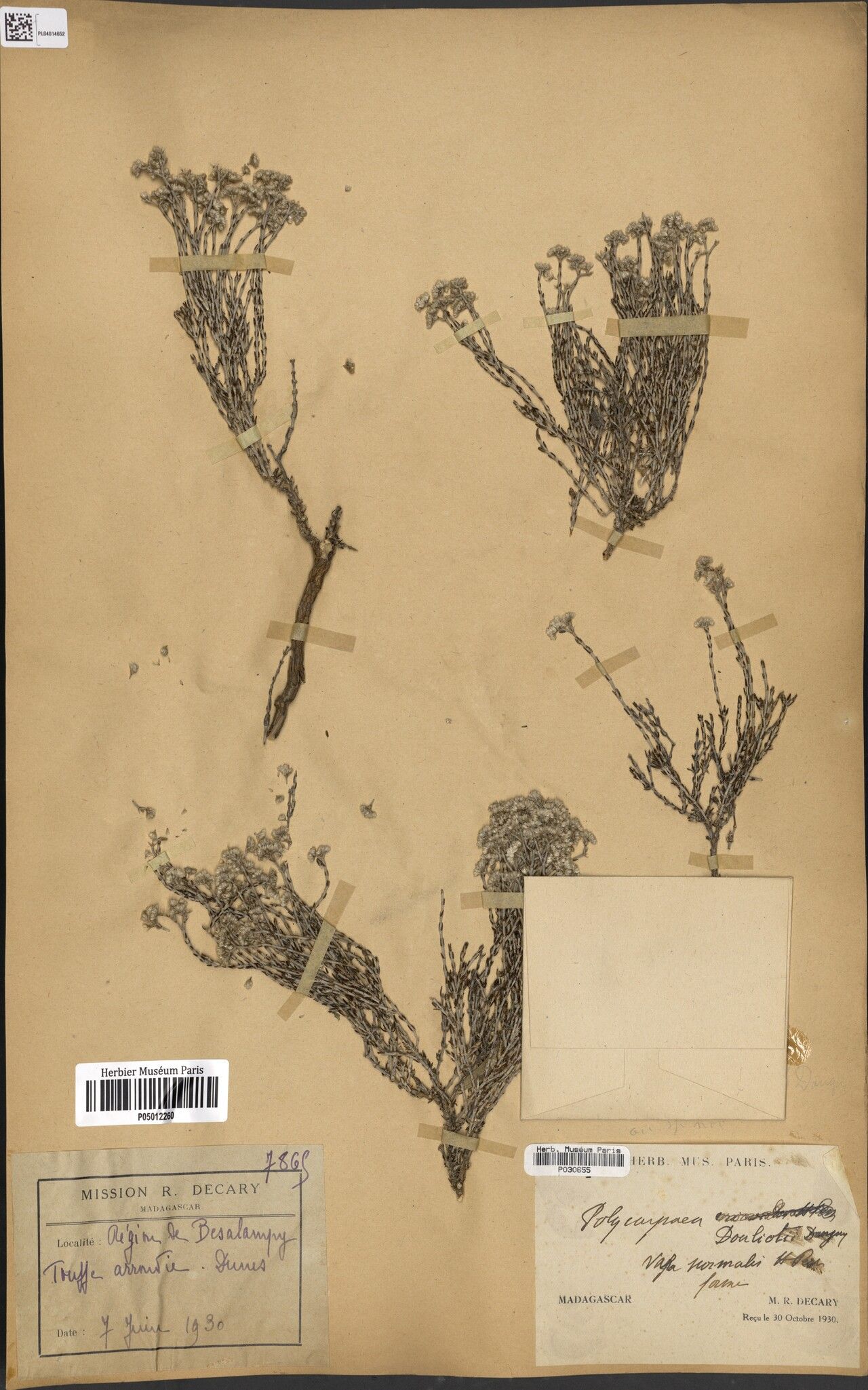 Polycarpaea douliotii — houseplant care guide