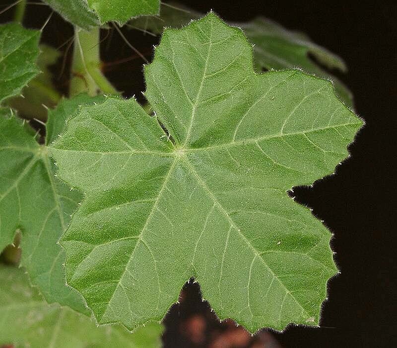 Jatropha spicata — houseplant care guide