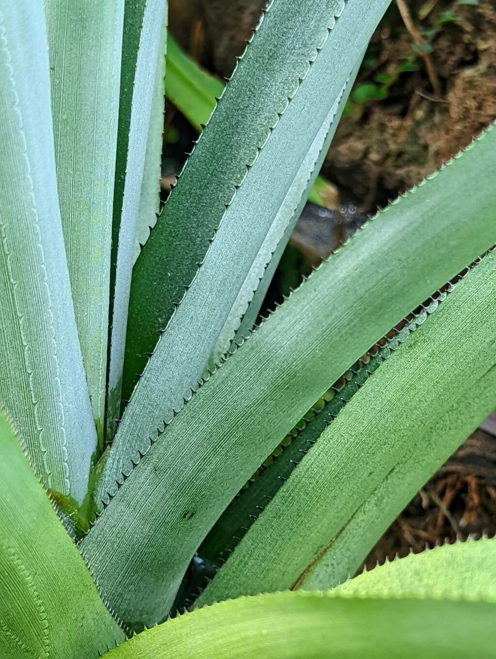 Aechmea ornata — search result for 'Aechmea'