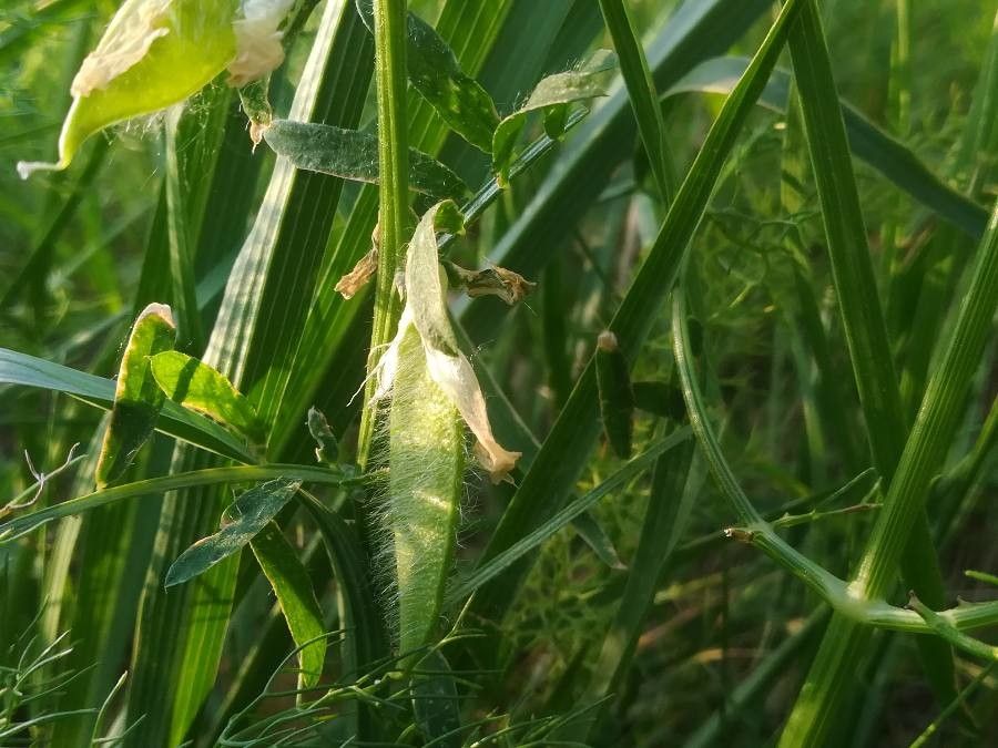Lathyrus annuus fruit