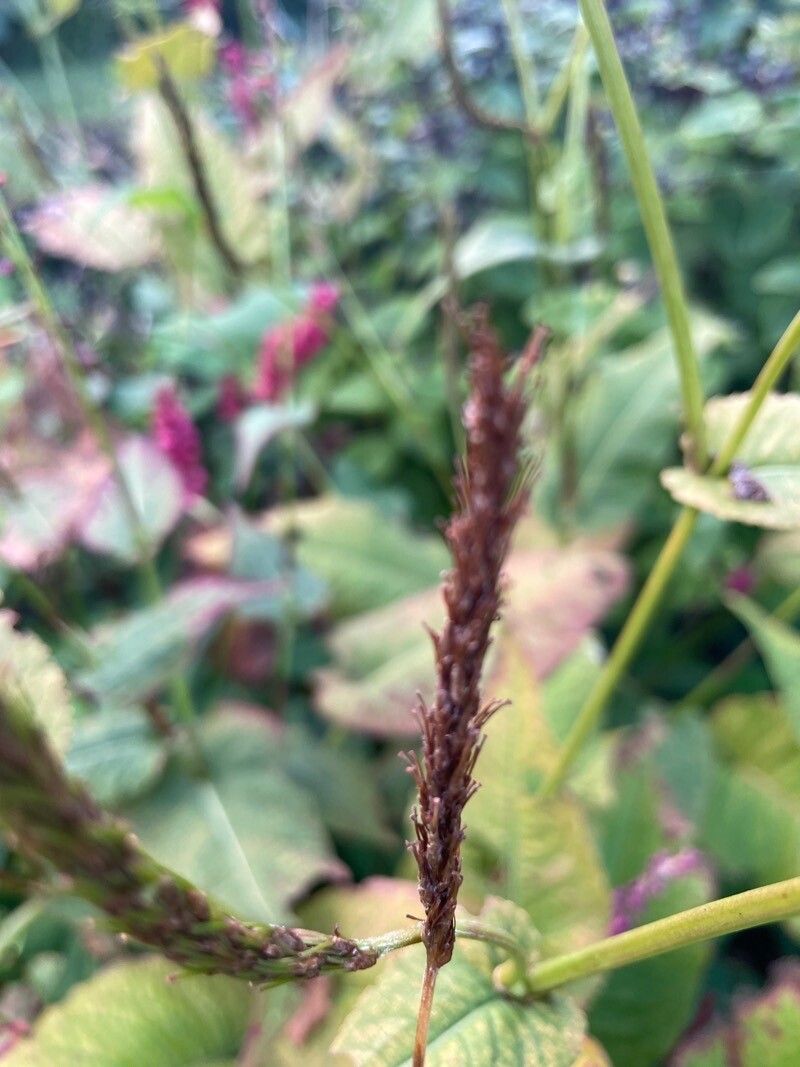 Bistorta amplexicaulis fruit