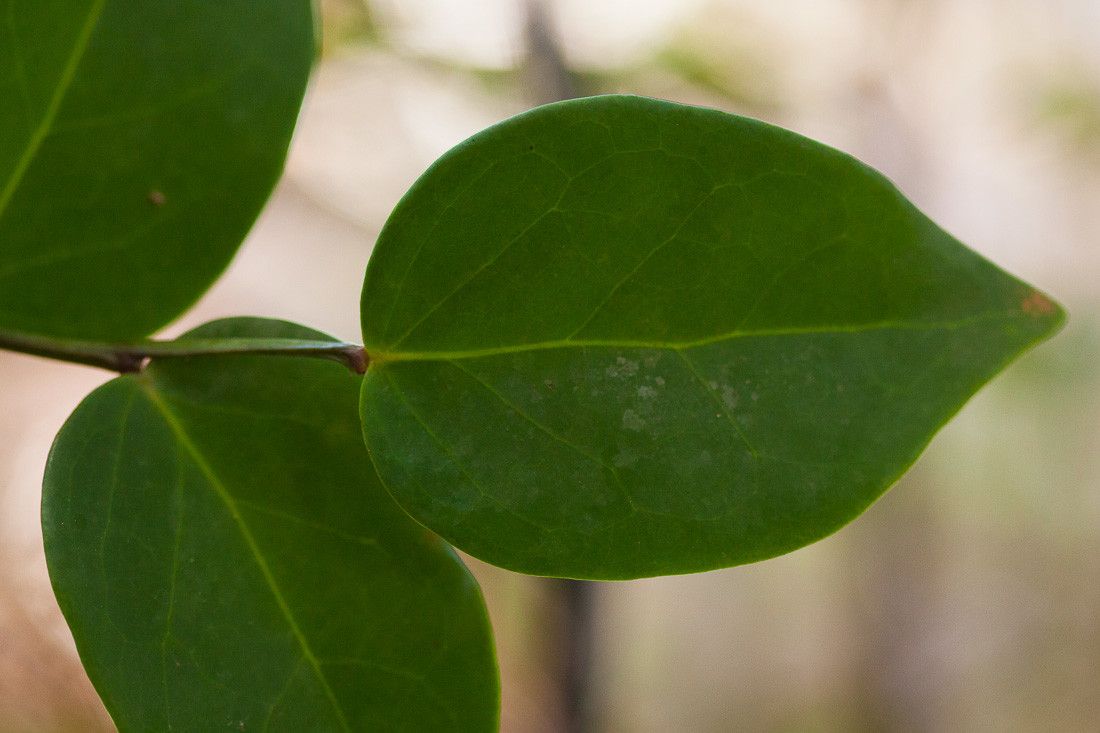 Phyllanthus parainduratus — houseplant care guide